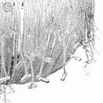 Alternative view of CASCADE WB - plafonnier